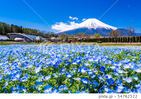 （山梨県）ネモフィラ咲く花の都公園から、富士山 54762522