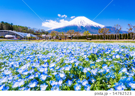 （山梨県）ネモフィラ咲く花の都公園から、富士山 54762523