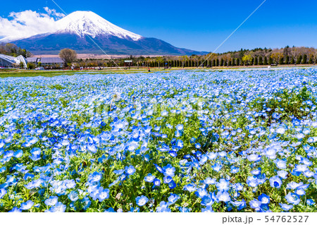 (山梨県)ネモフィラ咲く花の都公園から、富士山 (山梨県)ネモフィラ咲く花の都公園から、富士山 54762527
