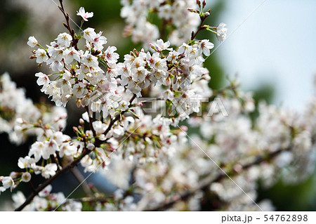 街景色 東京 丸の内 街景色 東京 丸の内 54762898