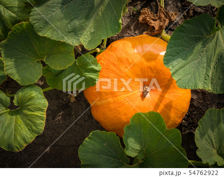 Pumpkin in rural scene. Top view. Selective focus. 54762922