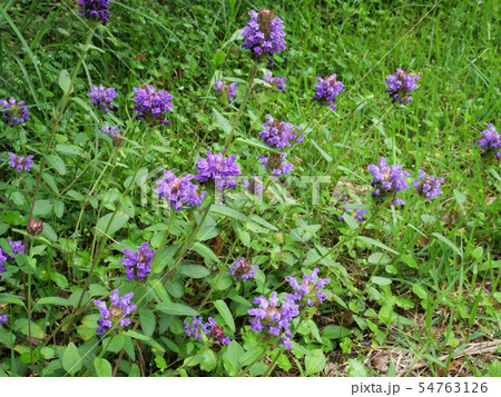 カゴソウ 54763126