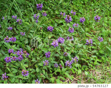 カゴソウ カゴソウ 54763127