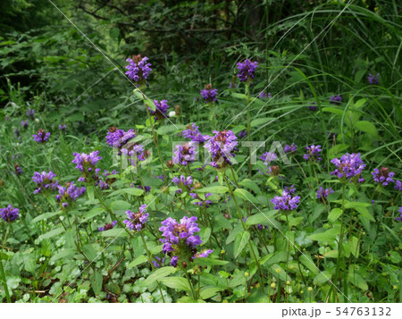 カゴソウ 54763132