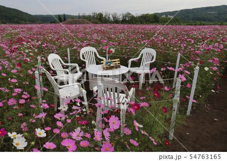 北海道 網走 大曲湖畔園地コスモス畑 北海道 網走 大曲湖畔園地コスモス畑 54763165
