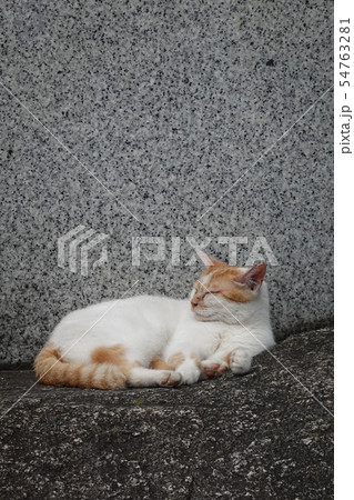 眠い野良猫 眠い野良猫 54763281