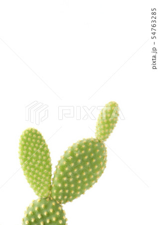 Close up Bunny Ears Polka Dots Close up Bunny Ears Polka Dots 54763285