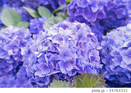 アジサイ 紫陽花 あじさい 6月 梅雨 植物 ガーデニング 園芸 植物 紫色 紫 パープル きれいの写真素材