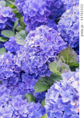 アジサイ 紫陽花 あじさい 6月 梅雨 植物 ガーデニング 園芸 植物 紫色 紫 パープル きれい アジサイ 紫陽花 あじさい 6月 梅雨 植物 ガーデニング 園芸 植物 紫色 紫 パープル きれい 54763332