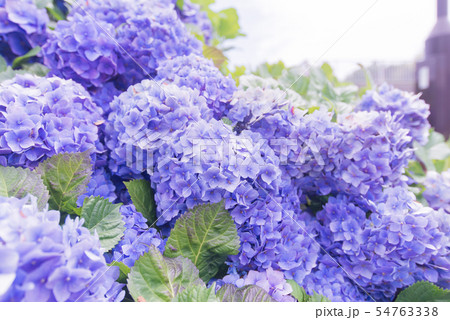 アジサイ 紫陽花 あじさい 6月 梅雨 植物 ガーデニング 園芸 植物 紫色 紫 パープル きれいの写真素材