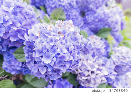 アジサイ 紫陽花 あじさい 6月 梅雨 植物 ガーデニング 園芸 植物 紫色 紫 パープル きれい アジサイ 紫陽花 あじさい 6月 梅雨 植物 ガーデニング 園芸 植物 紫色 紫 パープル きれい 54763340