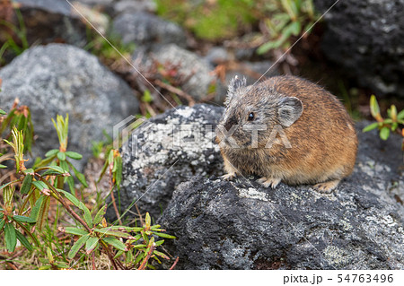 エゾナキウサギ エゾナキウサギ 54763496