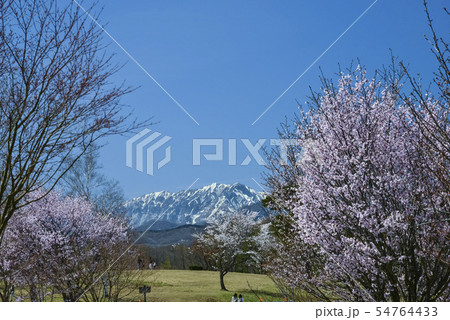 春の蒜山白樺の丘 春の蒜山白樺の丘 54764433