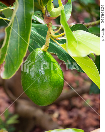 アボカド 54764824