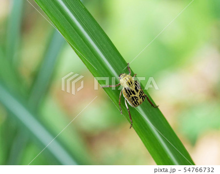ヒメアシナガコガネ 54766732