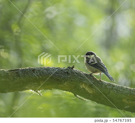 Close up coal tit, Periparus ater sitting on the branch with green bokeh background. Wildlife scene Close up coal tit, Periparus ater sitting on the branch with green bokeh background. Wildlife scene 54767395