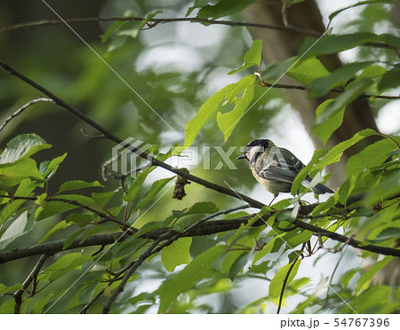 coal tit, Periparus ater sitting on the branch with spring green leaves . Wildlife scene from nature 54767396