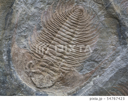 Large trilobite fossil Colpocoryphe grandis printed in stone Large trilobite fossil Colpocoryphe grandis printed in stone 54767423