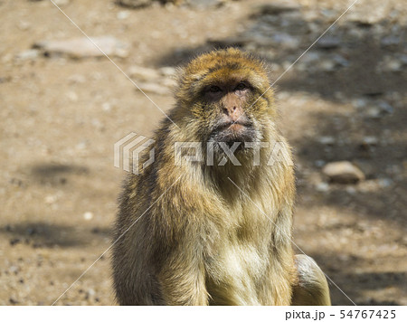 Close up portrait of Barbary macaque, Macaca sylvanus, looking to the camera, selective focus, copy 54767425