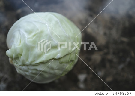 One white cabbage on a table. 54768557