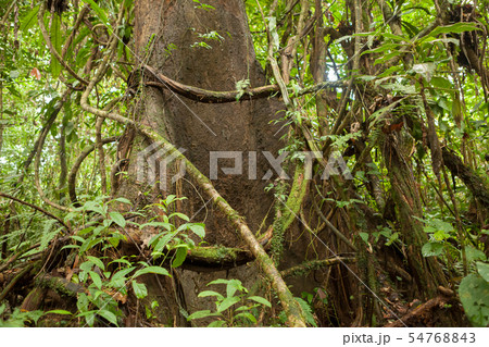 Lush rainforest at Borneo Malaysia nature Lush rainforest at Borneo Malaysia nature 54768843