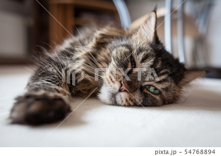 Maine coon cat lying on floor Maine coon cat lying on floor 54768894