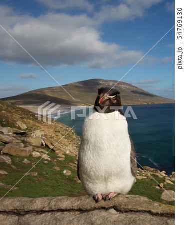 Rockhopper penguin standing on a coastal area 54769130