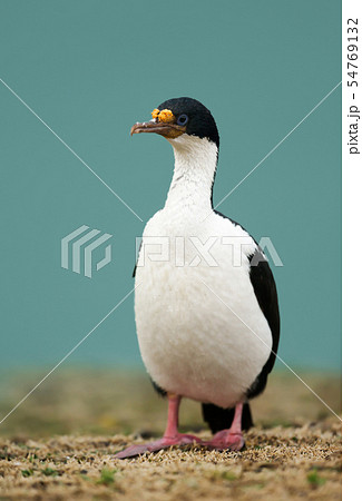 Close-up of an Imperial shag Close-up of an Imperial shag 54769132