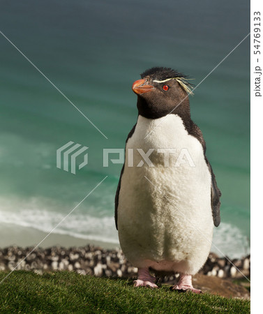 Rockhopper penguin standing on a coastal area Rockhopper penguin standing on a coastal area 54769133