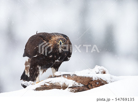 Golden Eagle in the falling snow in winter Golden Eagle in the falling snow in winter 54769135