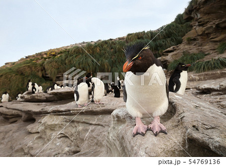 Southern rockhopper penguin standing on a rock Southern rockhopper penguin standing on a rock 54769136