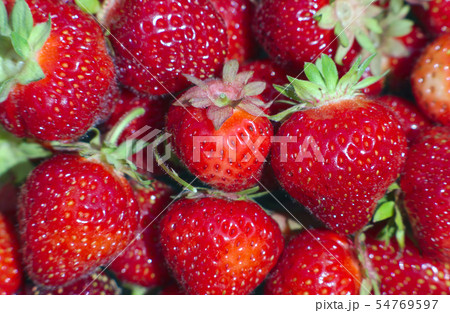 organic strawberries full frame natural fruits organic strawberries full frame natural fruits 54769597