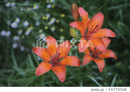 Orange lily in blossom 54770506