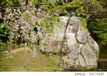 後楽園の枝垂桜 岡山県岡山市北区後楽園 日本三名園 後楽園の枝垂桜 岡山県岡山市北区後楽園 日本三名園 54773387