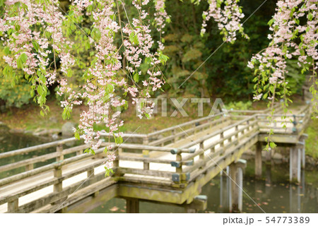 後楽園の枝垂桜　岡山県岡山市北区後楽園　日本三名園 54773389