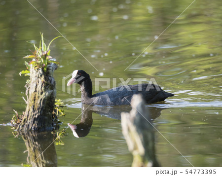Eurasian coot Fulica atra, also known as the common coot swimming in the water of green pond with Eurasian coot Fulica atra, also known as the common coot swimming in the water of green pond with 54773395