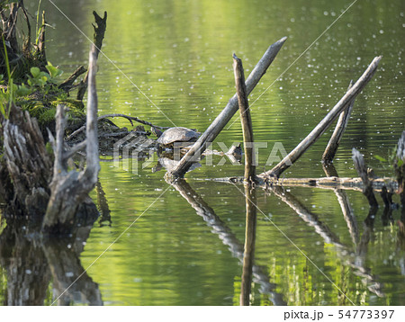 Red-eared slider turtle with Trachemys scripta elegans stand on tree root on green pond water with Red-eared slider turtle with Trachemys scripta elegans stand on tree root on green pond water with 54773397