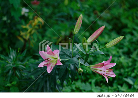 ところざわのゆり園 淡いピンク色の百合の花に水滴 ところざわのゆり園 淡いピンク色の百合の花に水滴 54773434
