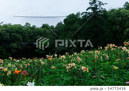 ところざわのゆり園 カラフルな百合の花に水滴 丘 ところざわのゆり園 カラフルな百合の花に水滴 丘 54773436
