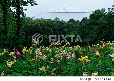 ところざわのゆり園 カラフルな百合の花に水滴 丘 ところざわのゆり園 カラフルな百合の花に水滴 丘 54773438