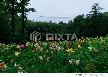 ところざわのゆり園 カラフルな百合の花に水滴 丘 ところざわのゆり園 カラフルな百合の花に水滴 丘 54773440