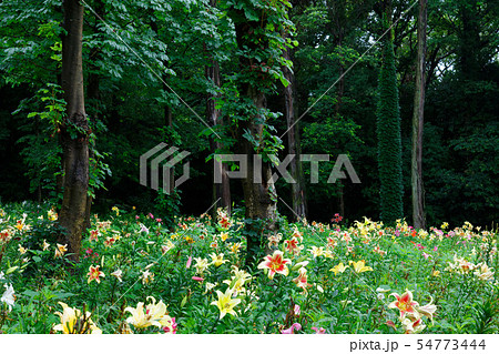 ところざわのゆり園 カラフルな百合の花に水滴 丘 ところざわのゆり園 カラフルな百合の花に水滴 丘 54773444