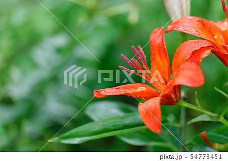 ところざわのゆり園　オレンジ色の花に水滴 54773451