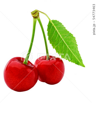 Cherry with green leaves isolated on white 54773463