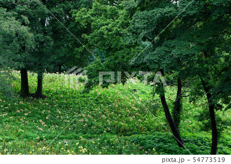 ところざわのゆり園 カラフルな百合の花に水滴 丘 ところざわのゆり園 カラフルな百合の花に水滴 丘 54773519