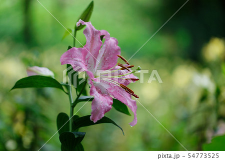 ところざわのゆり園 淡いピンク色の百合の花に水滴 ところざわのゆり園 淡いピンク色の百合の花に水滴 54773525