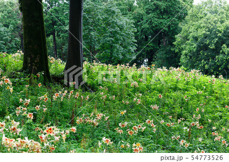 ところざわのゆり園 カラフルな百合の花に水滴 丘 ところざわのゆり園 カラフルな百合の花に水滴 丘 54773526