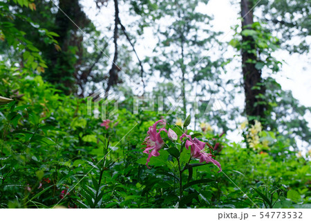 ところざわのゆり園　淡いピンク色の百合の花に水滴 54773532