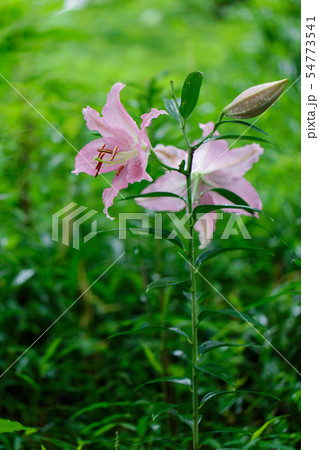 ところざわのゆり園 淡いピンク色の百合の花に水滴 ところざわのゆり園 淡いピンク色の百合の花に水滴 54773541