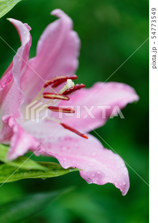 ところざわのゆり園 淡いピンク色の百合の花に水滴 ところざわのゆり園 淡いピンク色の百合の花に水滴 54773549